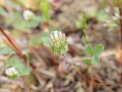 Trifolium microdon