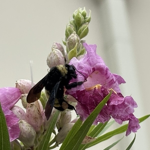 American Bumble Bee
