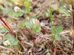 Trifolium microdon
