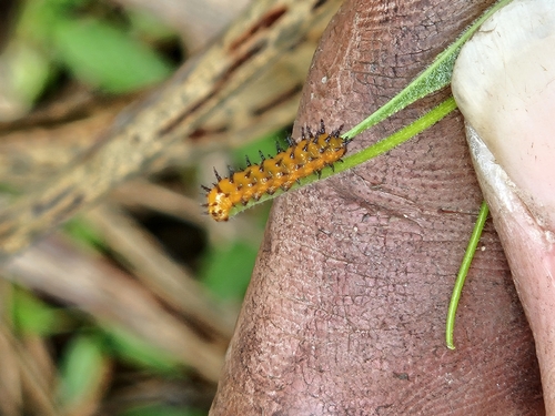 Gulf Fritillary