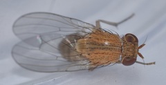 Diptera