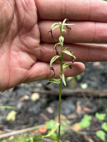 Platanthera lacera observed 2026-09-04
