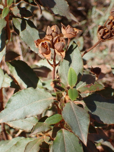 Cistus laurifolius, photograph 1