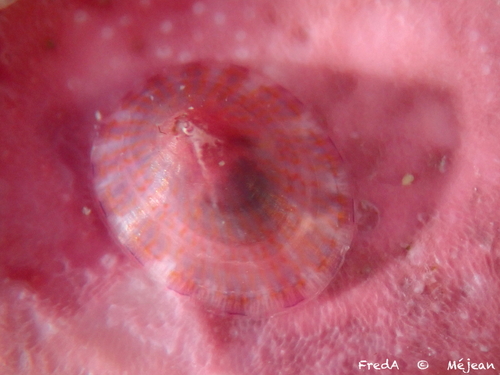 Tectura virginea observed 2026-09-04