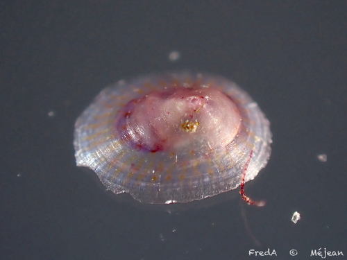 Tectura virginea observed 2026-09-04