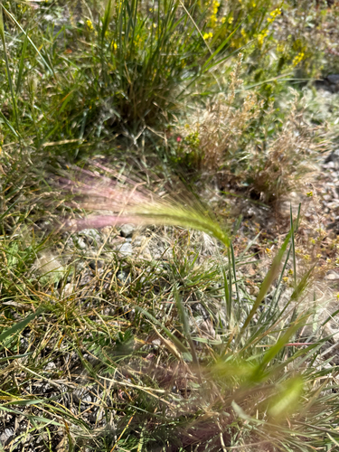 Foxtail Barley