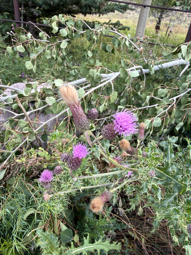 creeping thistle