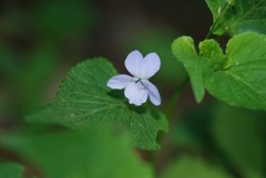 Viola acuminata