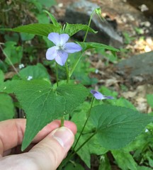 Viola acuminata