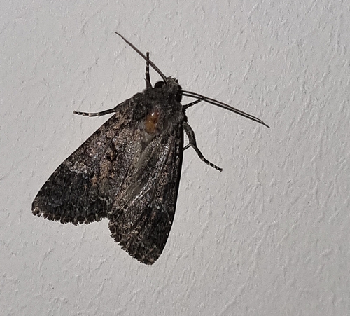Cabbage Moth