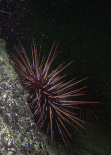 Red Sea Urchin