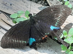 Papilio hermosanus