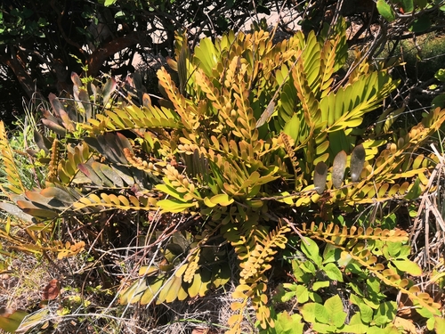 Zamia furfuracea