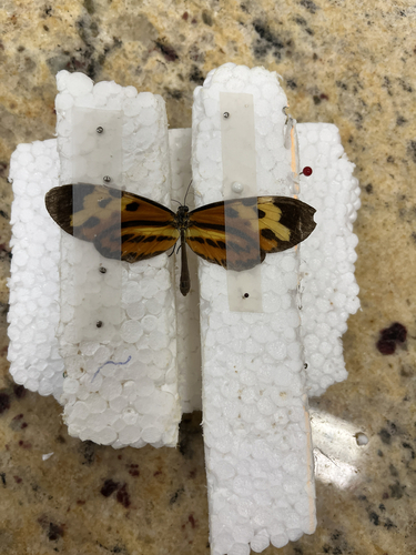 Polymnia Tigerwing