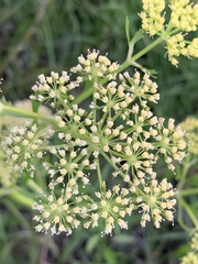 Polytaenia nuttallii