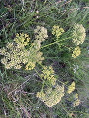 Polytaenia nuttallii