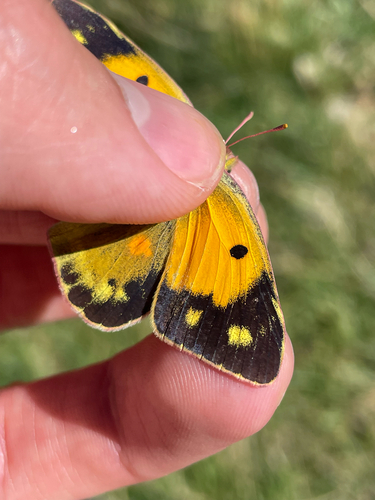 Clouded Yellow