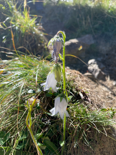 Bearded Bellflower