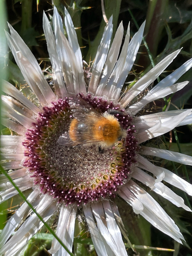 Common Carder Bumble Bee