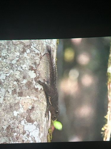 Ear-spot Squirrel