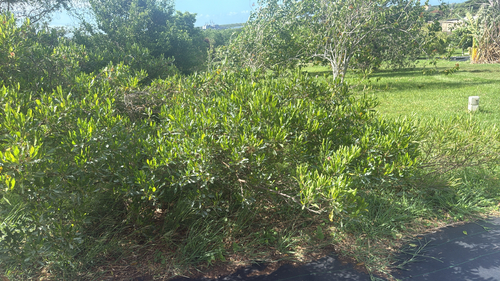 Dodonaea viscosa observed 2026-09-04