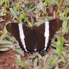 Siproeta epaphus trayja