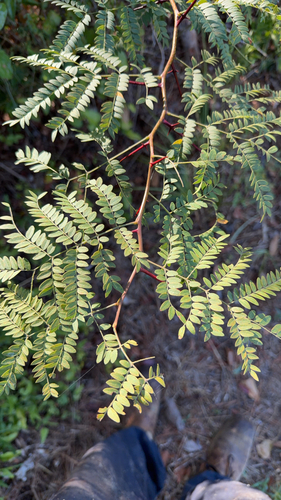 honey locust