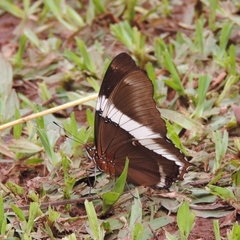 Siproeta epaphus trayja