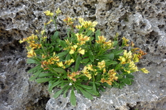 Limonium wrightii wrightii