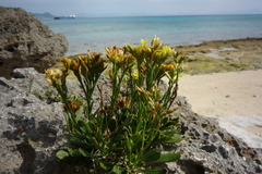 Limonium wrightii wrightii