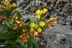 Limonium wrightii wrightii