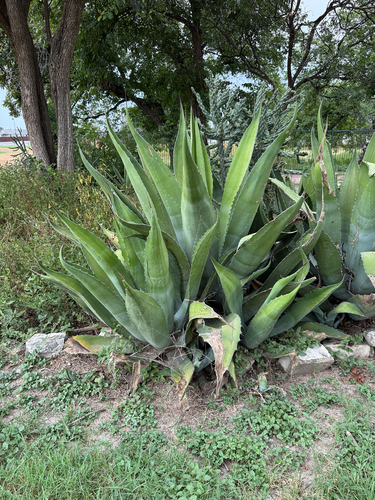 Agave salmiana, 2026-09-04