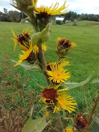 Inula racemosa, photograph 4