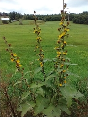 Inula racemosa, photograph (c) Tom Norton, some rights reserved (CC BY)