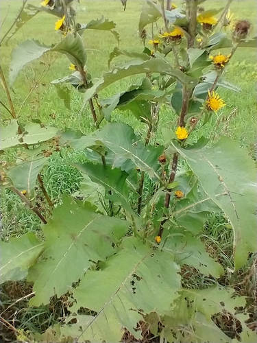 Inula racemosa, photograph 6