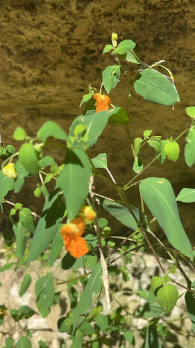common jewelweed