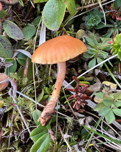 Cuphophyllus hygrocyboides