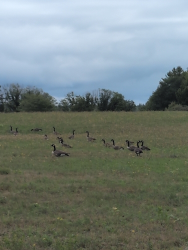 Canada Goose
