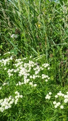 Pycnanthemum verticillatum