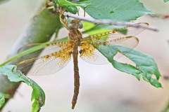 Neurocordulia xanthosoma