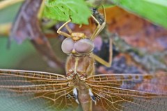 Neurocordulia xanthosoma