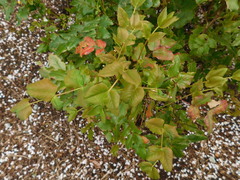 Berberis aquifolium