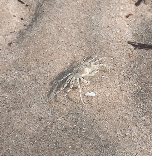Ghost Crabs
