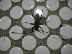 Stromatium longicorne