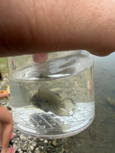 Chameleon Cichlid