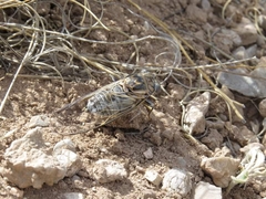 Diceroprocta eugraphica