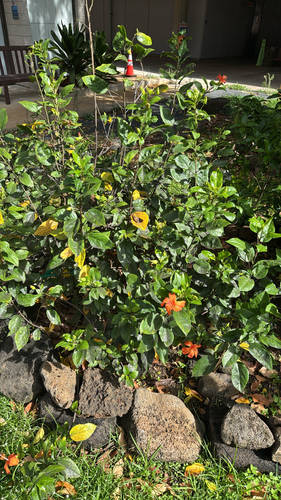 Hibiscus kokio observed 2026-09-04