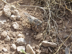 Diceroprocta eugraphica