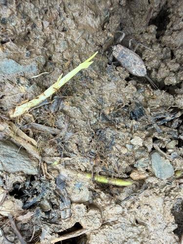 Eurasian Water Scorpion