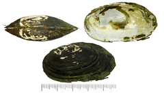 Nodularia douglasiae